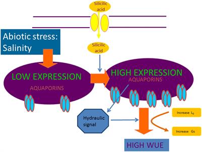 Silicon-mediated Improvement in Plant Salinity Tolerance: The Role of Aquaporins